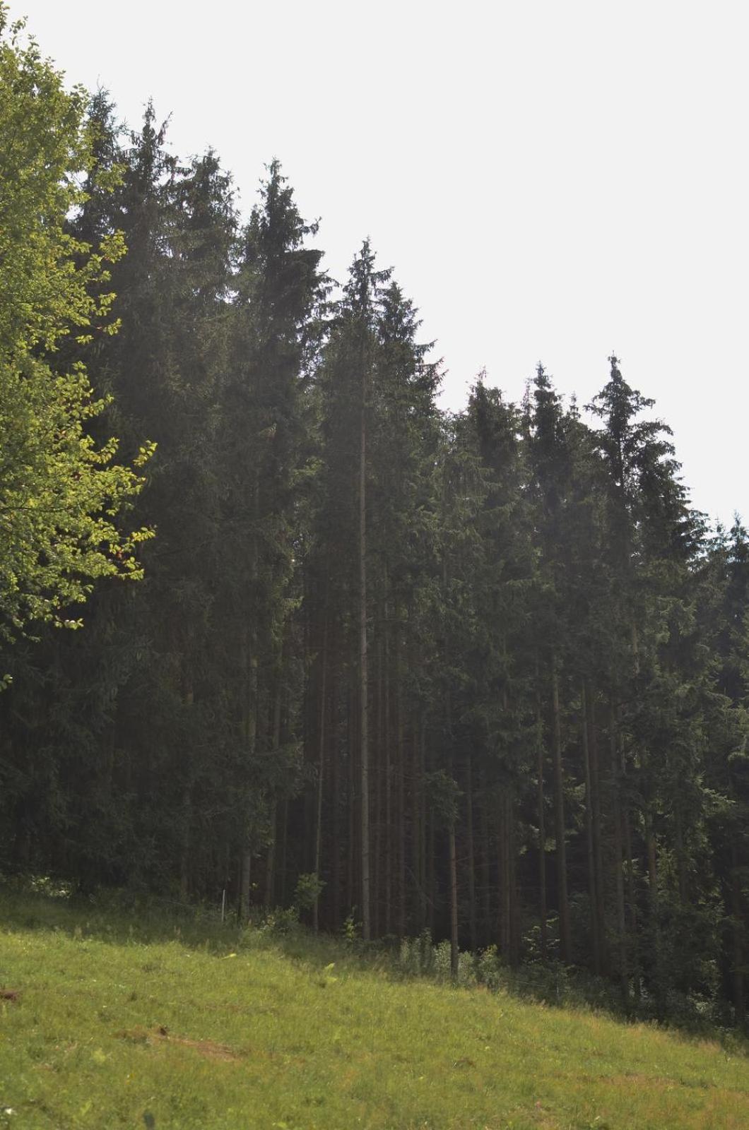 Treehouse Velke Losiny Bagian luar foto